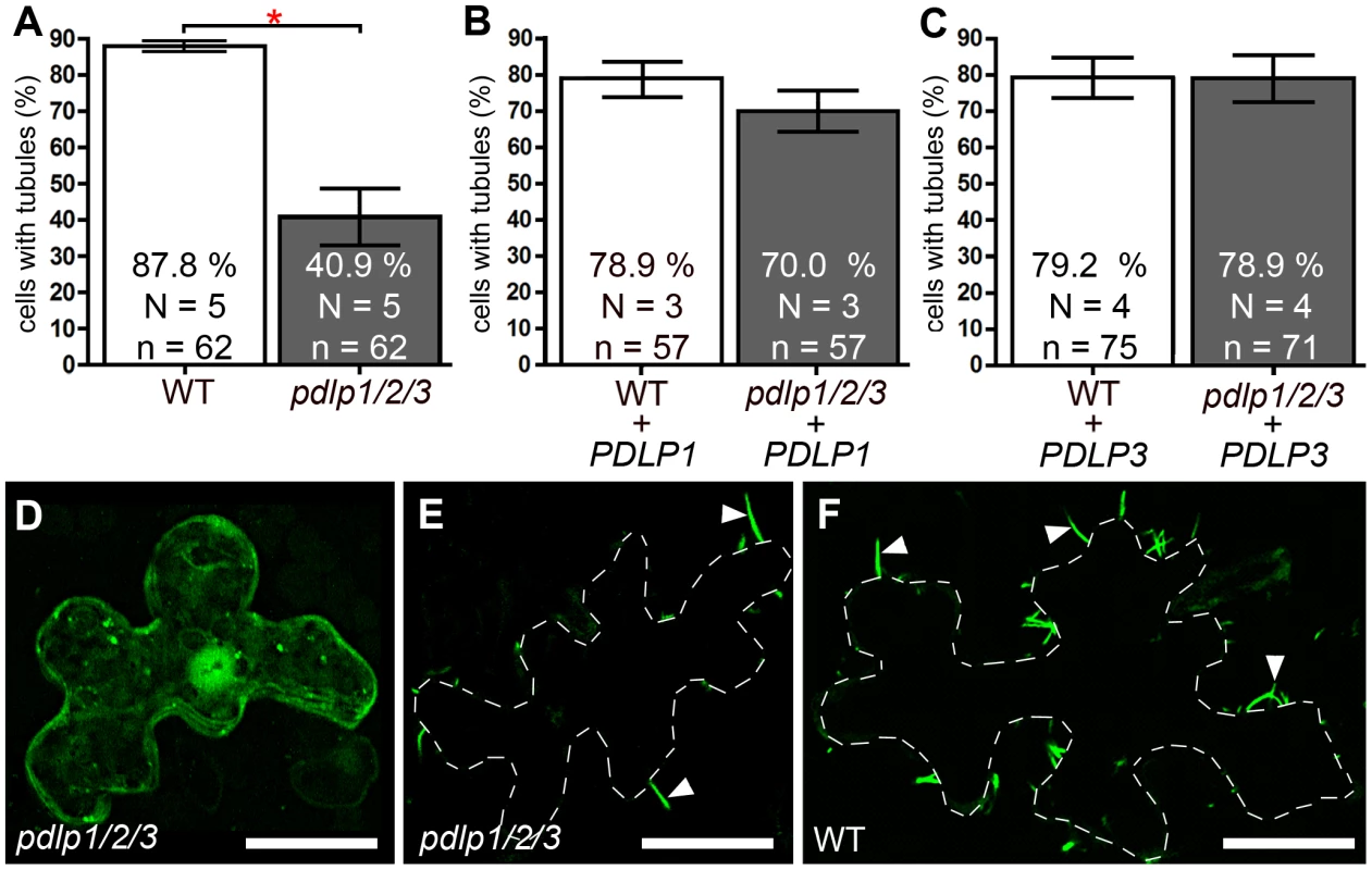 Genetic disruption of <i>PDLP</i> genes inhibits 2B tubule formation.