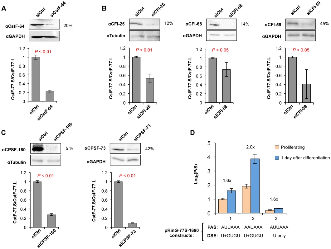 The intronic pA of CstF-77 gene is regulated by other C/P factors.
