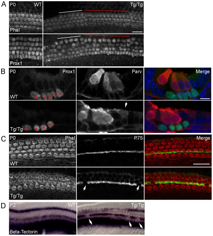 Mutation of <i>Sfswap</i> leads to fewer supporting cells.