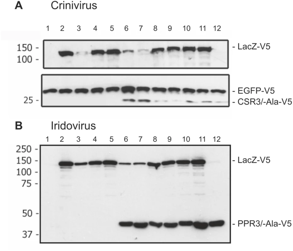 Immunoblot analysis of proteins in <i>Drosophila melanogaster</i> S2 cells transfected to co-express LacZ and viral RNase III proteins.