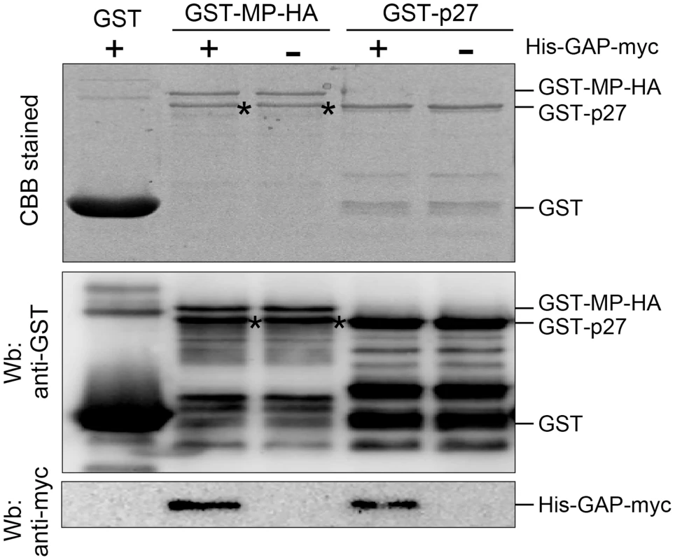 NbGAPDH-A interacts with both RCNMV MP and p27 <i>in vitro</i>.