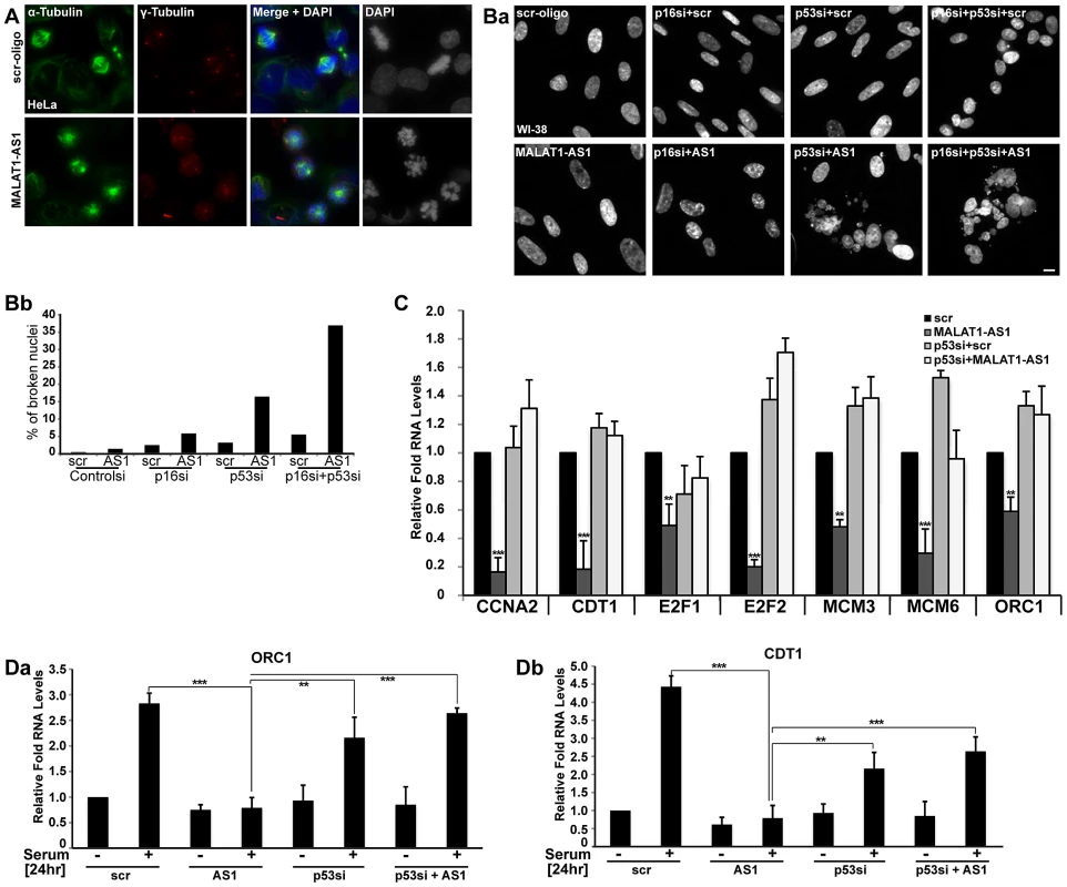 p53 is a downstream mediator of MALAT1.