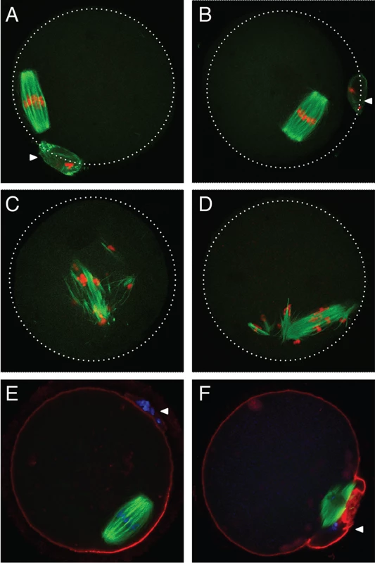 Abnormal meiotic spindles in <i>Ago2</i><sup>ADH</sup> oocytes.