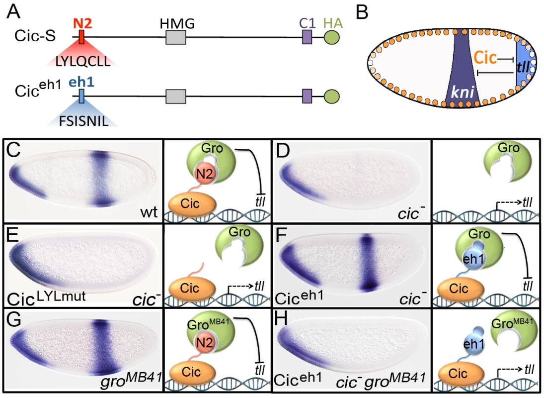 The N2 motif of Cic recruits Gro to the terminal patterning system.