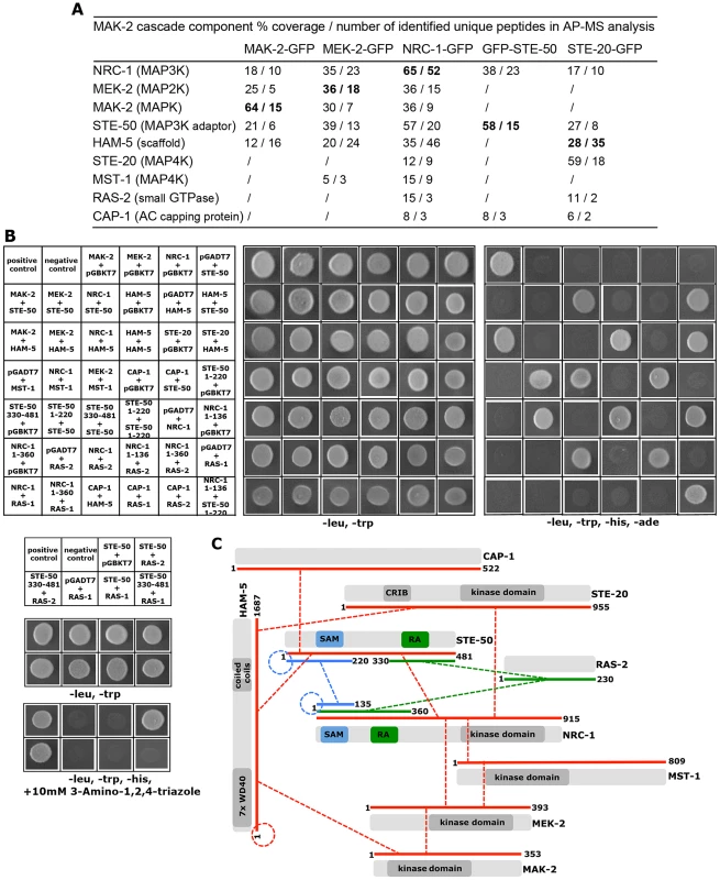 Interaction network of MAK-2 pathway components.