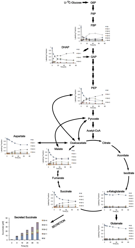 Dynamic isotopic intracellular metabolite measurements in anaerobically persisting cells during metabolism of U-<sup>13</sup>C glucose.