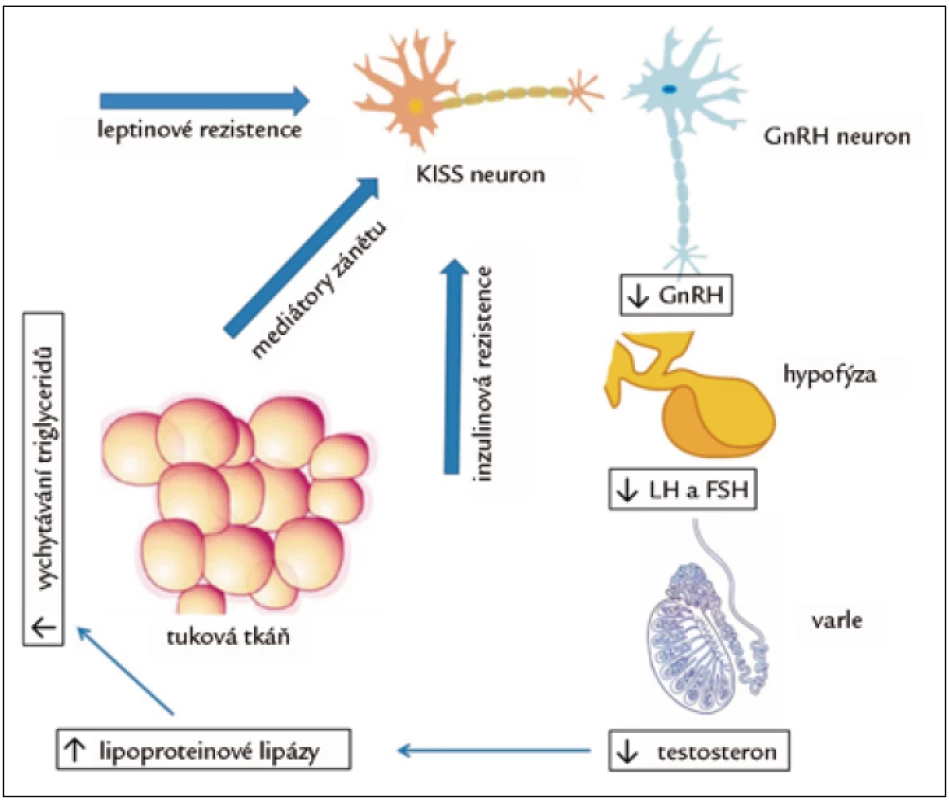Vzájemné ovlivnění tukové tkáně a osy hypotalamus-hypofýza-varle.
Mediátory zánětu, především tumor necrosis factor α (TNF-α) a interleukin-1β, inhibují sekreci GnRH a následně LH a testosteronu. Na supresi GnRH se podílí i rezistence k inzulinu a k leptinu, které normálně jeho sekreci stimulují. Děje se tak pravděpodobně nepřímo, prostřednictvím útlumu sekrece kisspeptinu v KISS neuronech. Nízká hladina testosteronu vede ke zvýšení aktivity lipoproteinové lipázy v tukové tkáni a následnému zvýšení vychytávání triglyceridů v tukové tkáni a její hypertrofii. Tak se začarovaný kruh uzavírá.