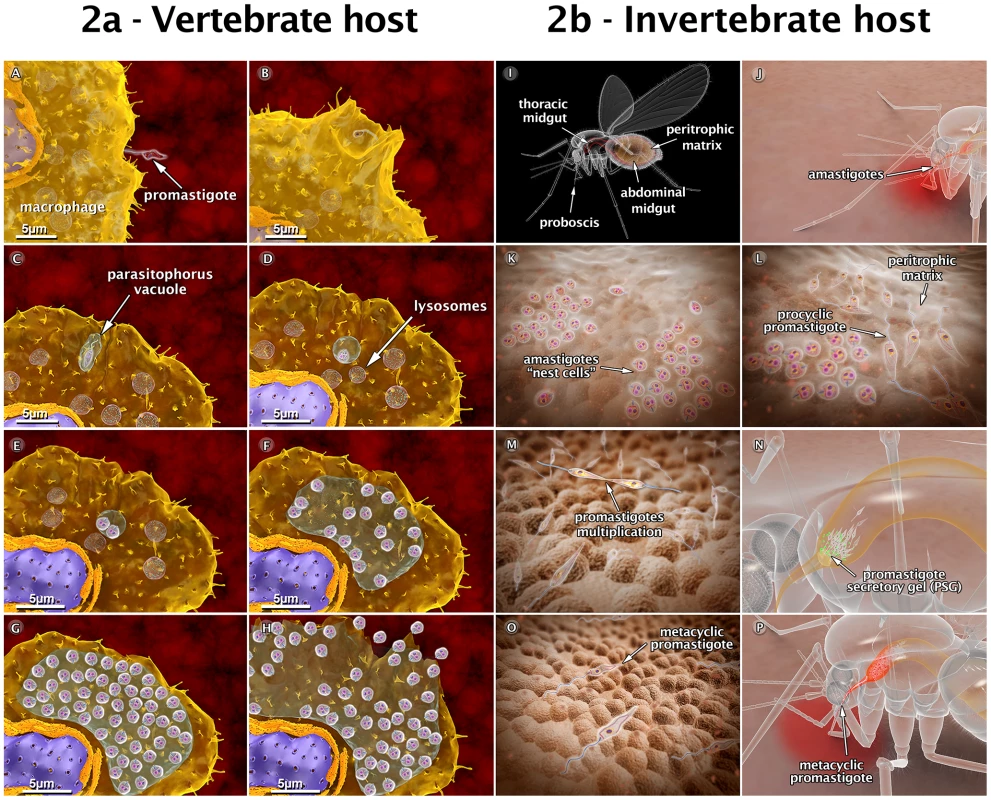Schematic 3D view of the phases of interaction between the <i>Leishmania amazonensis</i> parasite and vertebrate cells (2a), and between the parasite and the sandfly (2b).