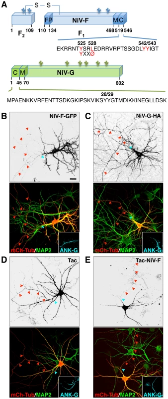Somatodendritic sorting of NiV-F mediated by its cytosolic tail.