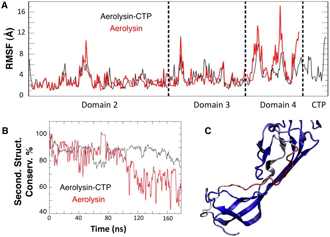 Removal of the CTP results in partial unfolding of Domain 4.