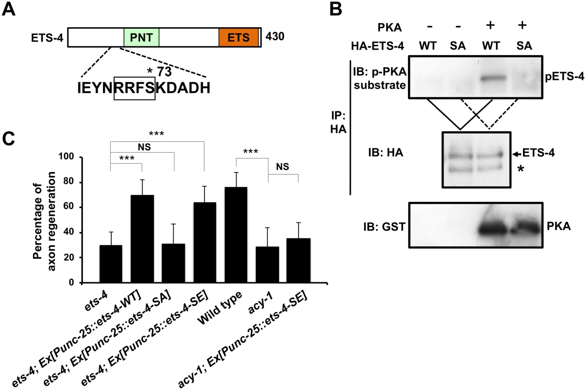 ETS-4 functions downstream of the cAMP pathway.