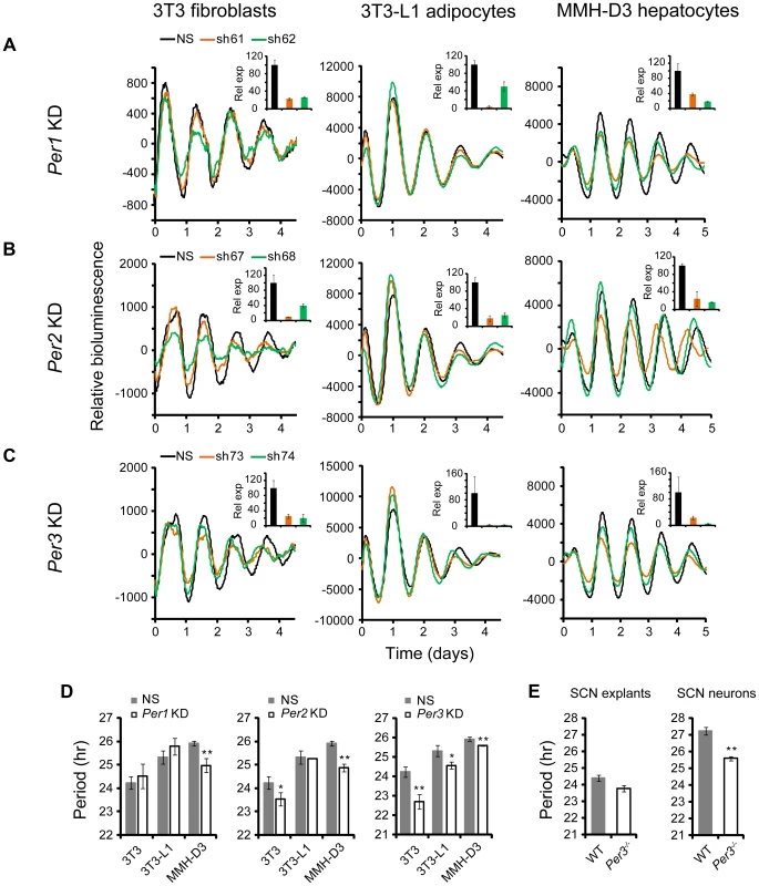 shRNA-mediated knockdowns of <i>Per1</i>, <i>Per2</i> and <i>Per3</i> lead to cell type-specific circadian phenotypes.