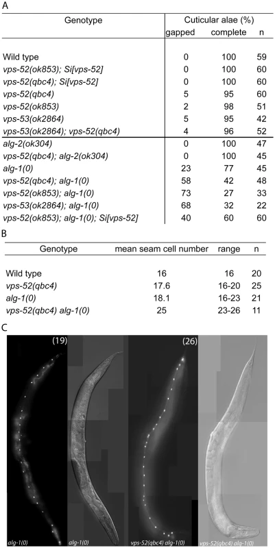 Seam cell-related phenotypes of the GARP mutants.