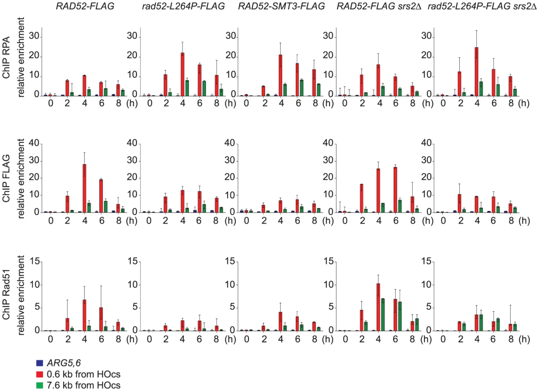 ChIP analysis of Rad51 filament formation at a DSB created by the HO endonuclease in cells that express Rad52-FLAG, Rad52-L264P-FLAG or Rad52-SUMO-FLAG.