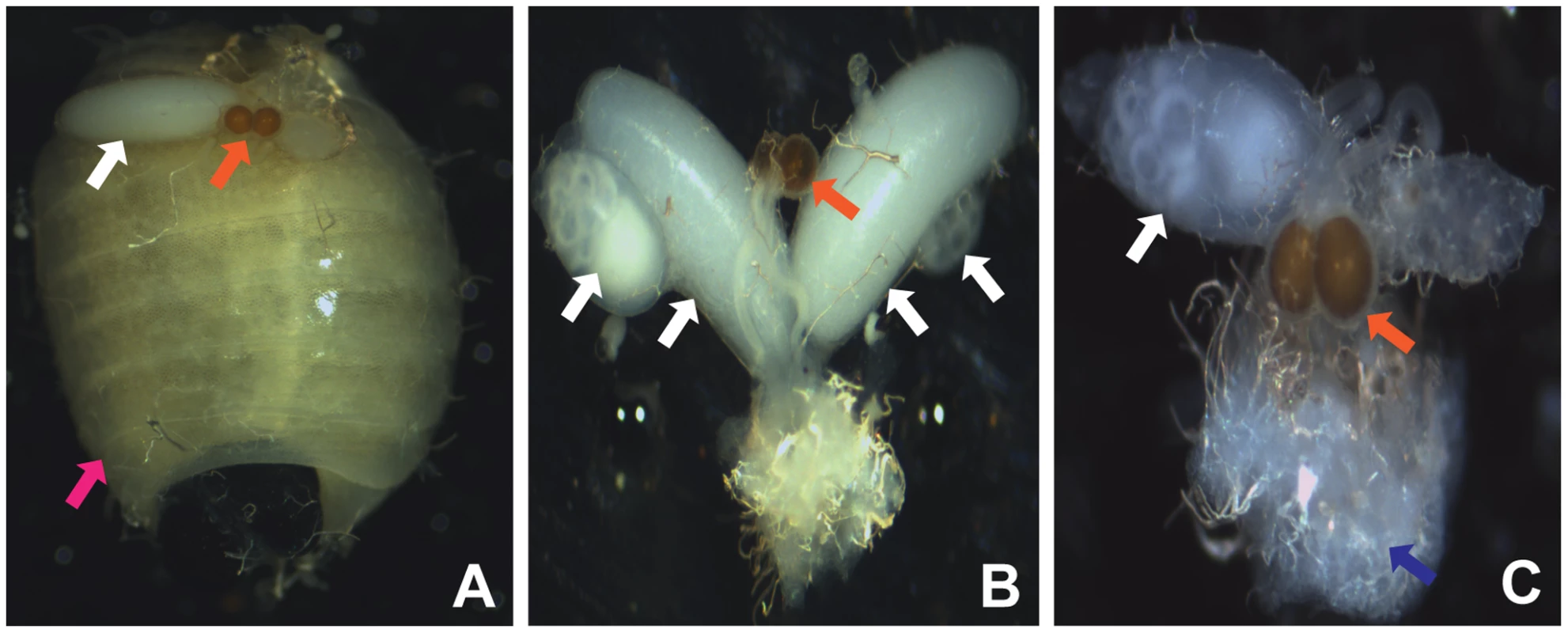 <i>Wolbachia</i>-induced CI phenotype in <i>G. m. morsitans</i>.