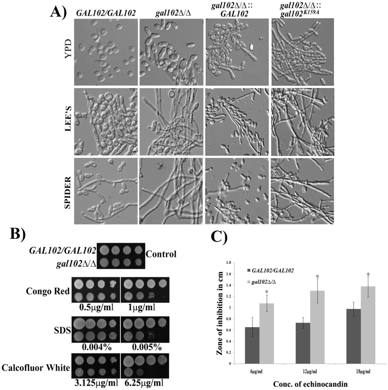 Deletion of <i>GAL102</i> affects cell morphology and cell wall integrity.