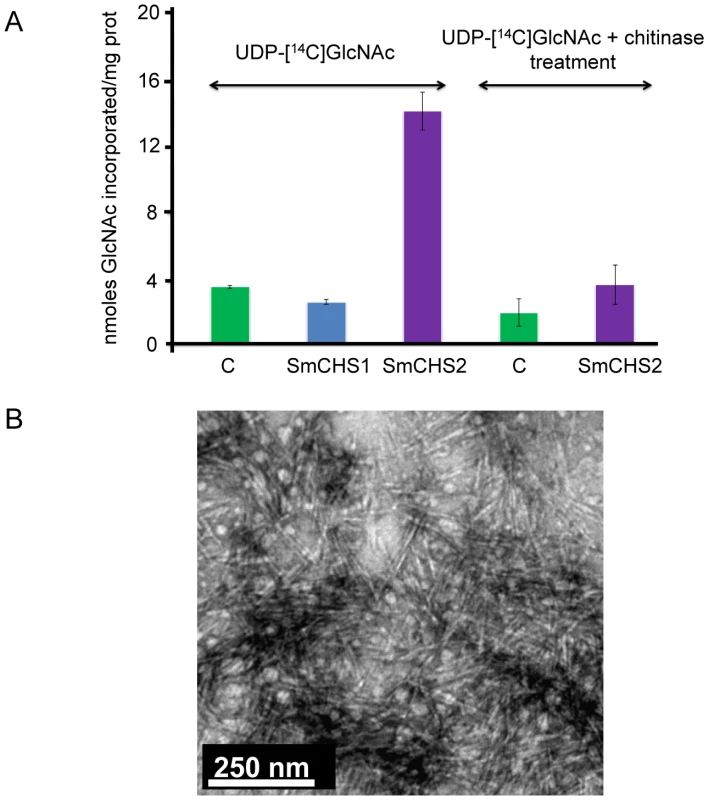 <i>In vitro</i> synthesis of chitin by SmCHS1 and SmCHS2 expressed in <i>Pichia pastoris</i>.