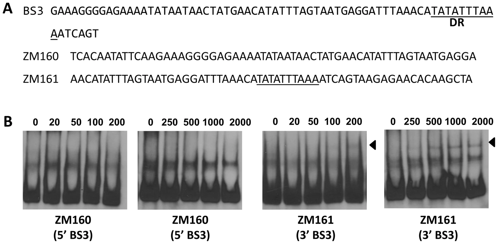 BosR binds to BS3 in P<i>rpoS</i>.