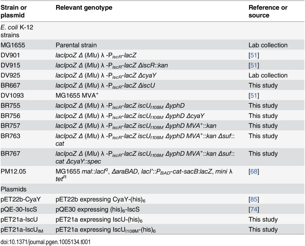 Bacterial strains and plasmids used in this study.