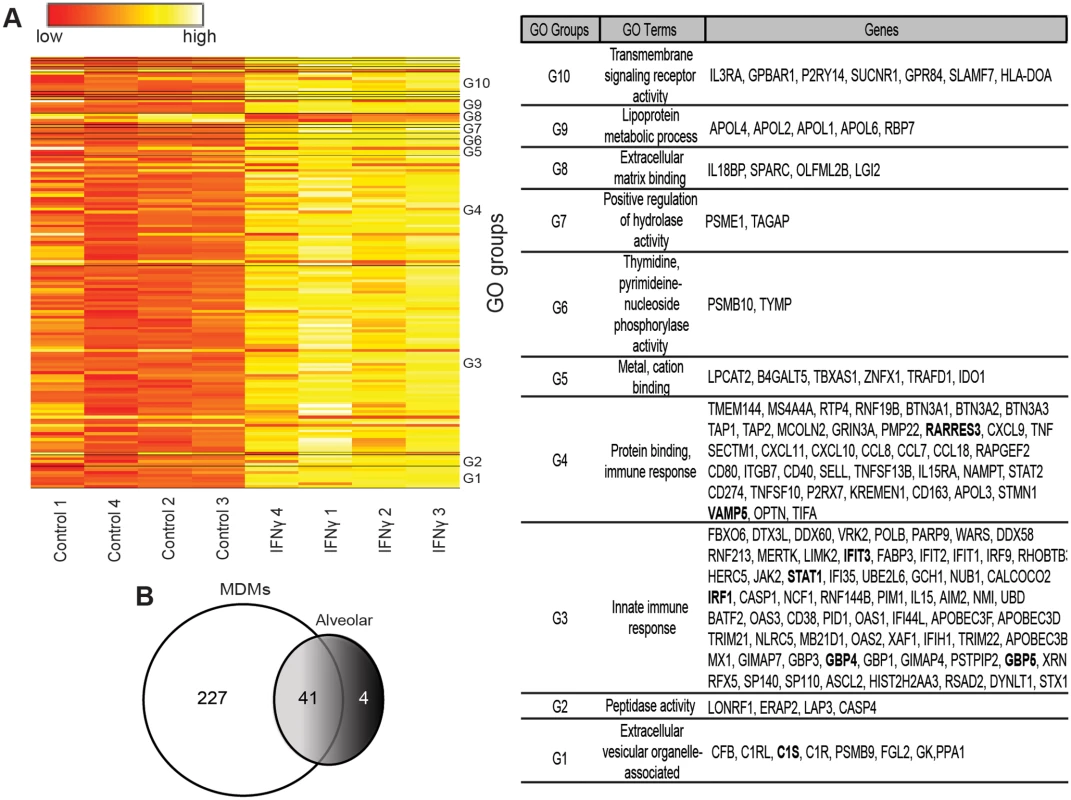Human MDM gene expression is altered by 24 hours of IFNγ treatment.