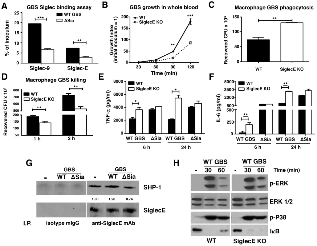 Augmented bactericidal activity in bone marrow-derived macrophages from Siglec-E KO mice.