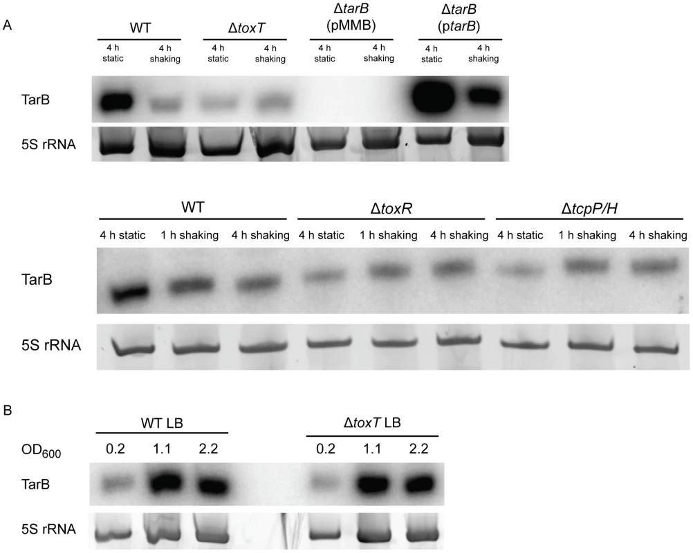 Northern blots of TarB during AKI induction and growth in LB.