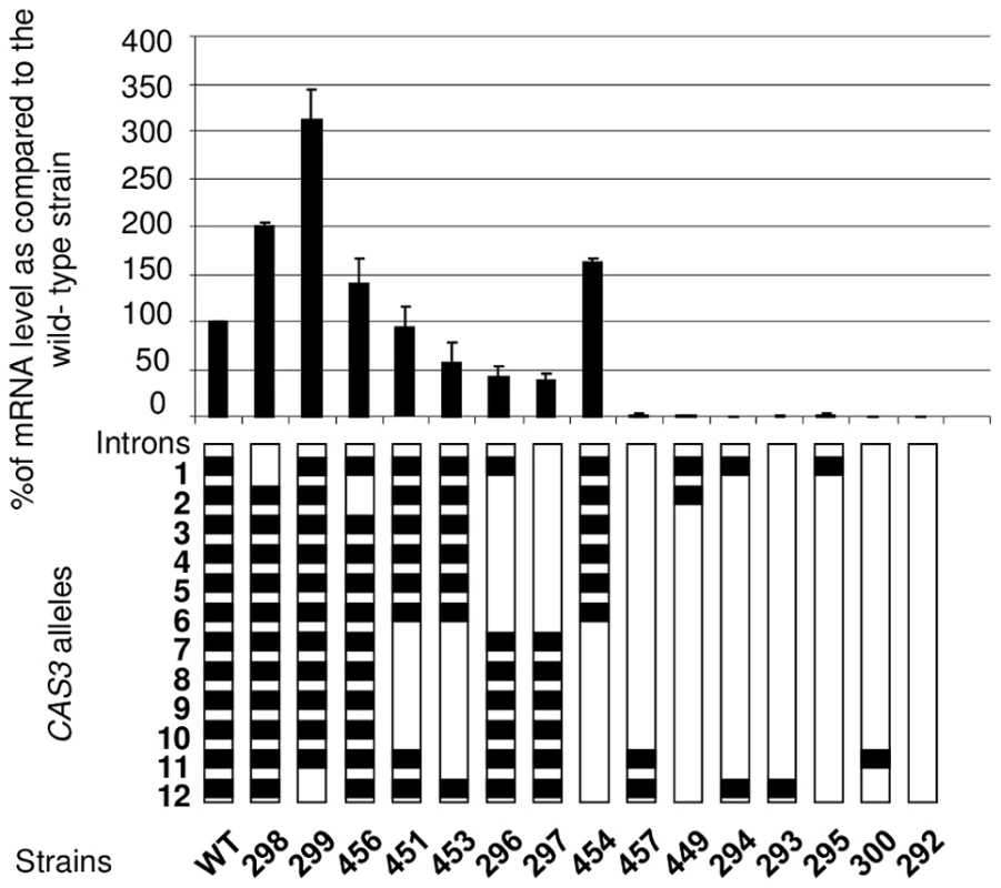 Intron number and position influence mRNA level.