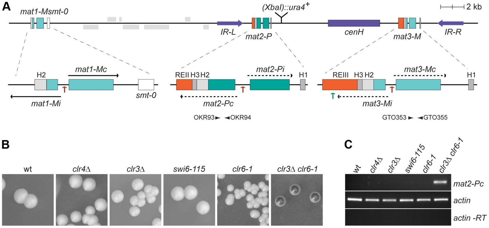 Prominant role of histone deacetylation in the repression of <i>mat2-P</i>.