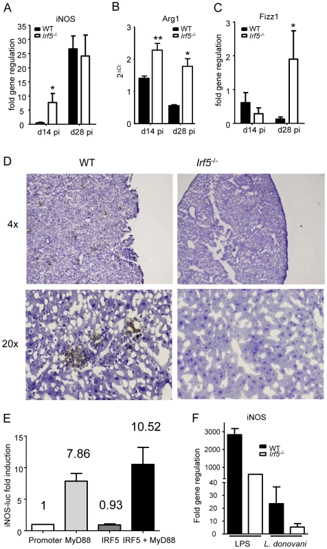 IRF-5 deficiency results in defective iNOS production.