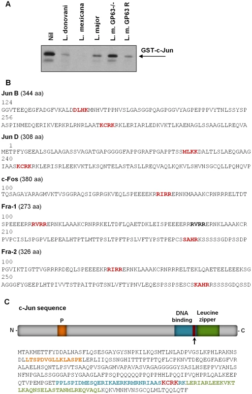 Parasite-free GP63 is sufficient to degrade c-Jun.