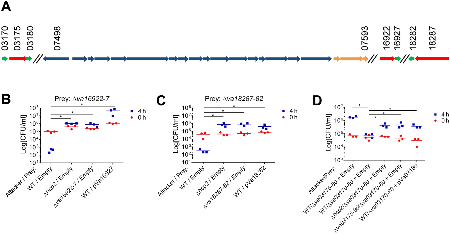 Va16922/Va16927, Va18287/Va18282, and Va03175/Va03170/Va03180 are VaT6SS2 effector/immunity pairs.