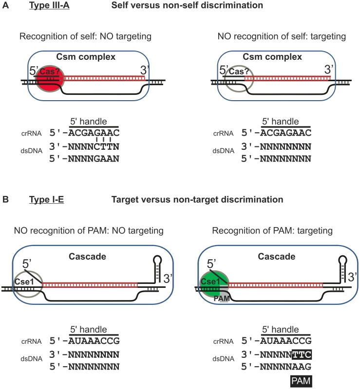 Model of self versus non-self discrimination by Type III-A systems and target versus non-target discrimination by Type I-E systems.