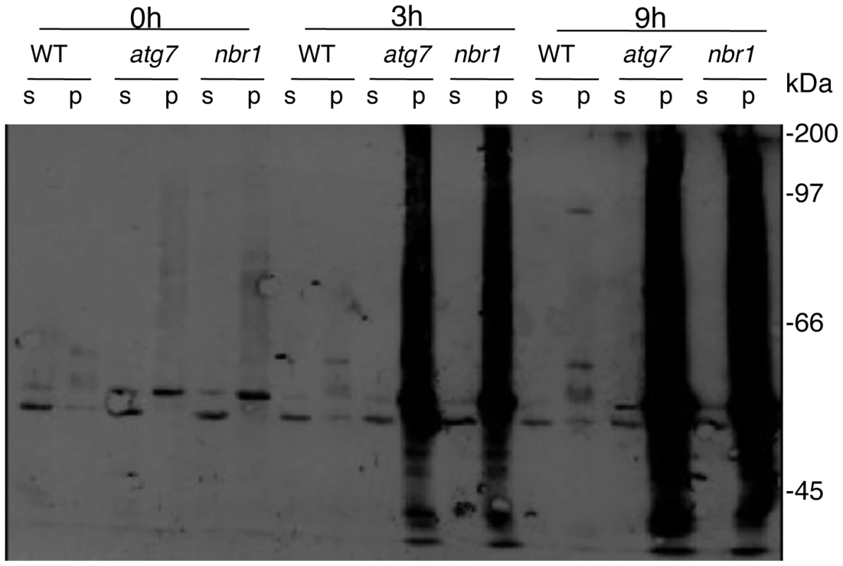 Ubiquitination of insoluble protein aggregates in the <i>atg7</i> and <i>nbr1</i> mutants under heat stress.