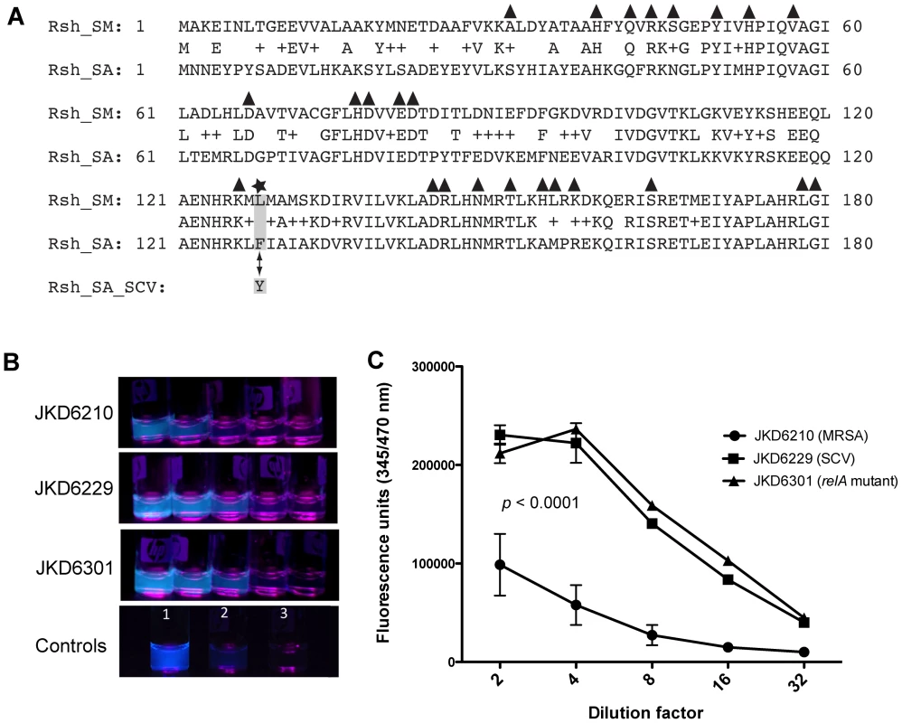 Location of RelA mutation in JKD6229 and impact of the mutation on cellular ppGpp levels.