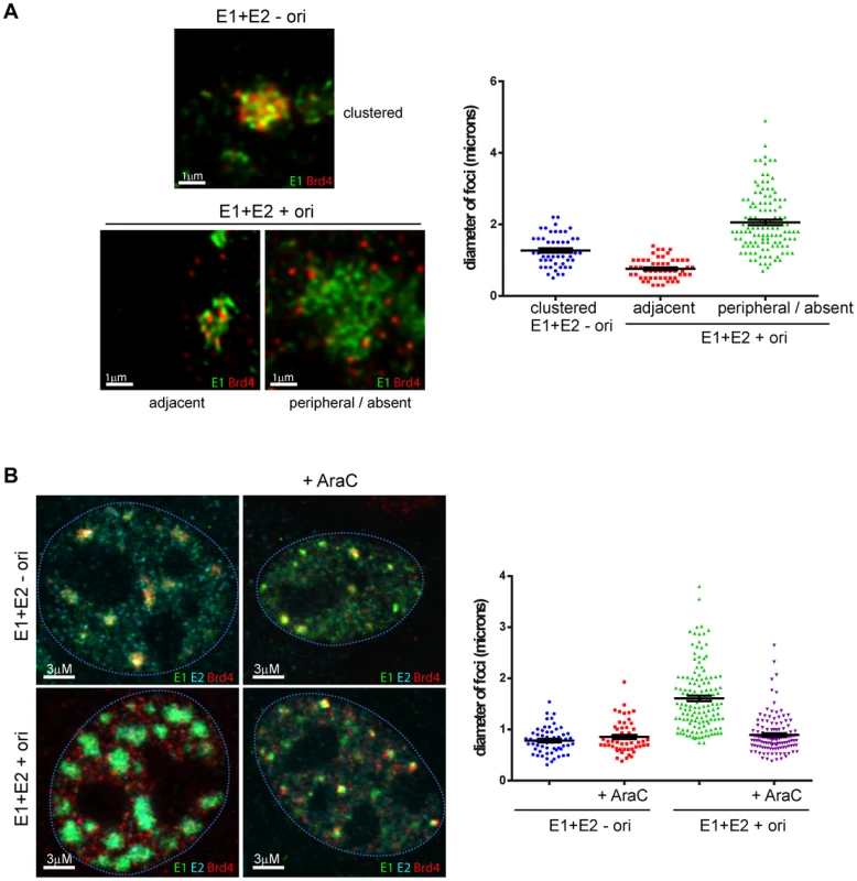 In the presence of a replicating viral origin, the size of E1/E2 foci increases and Brd4 is displaced.