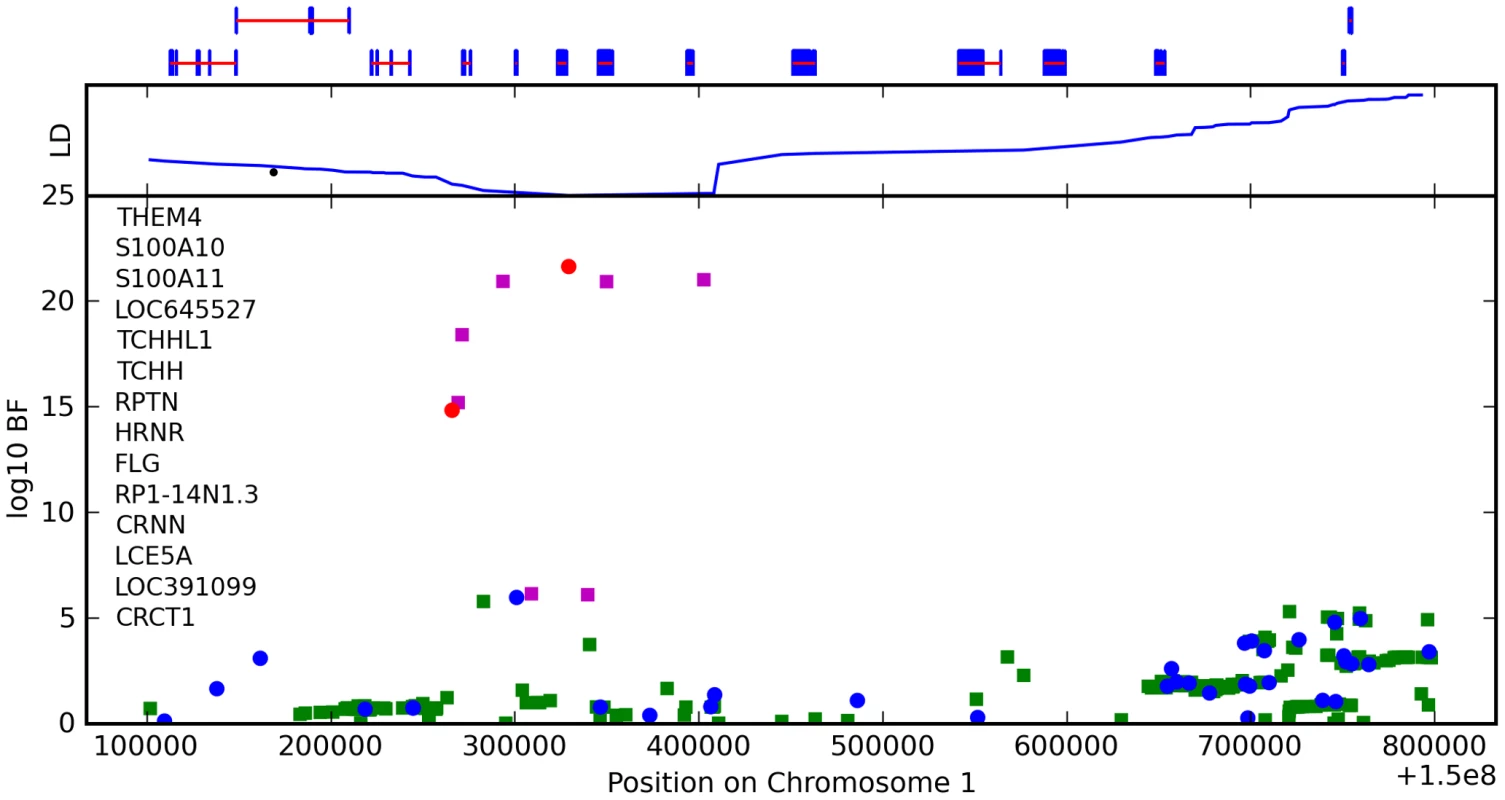 Bayes factors for genotyped and imputed SNPs for hair curl around <i>TCHH</i>.