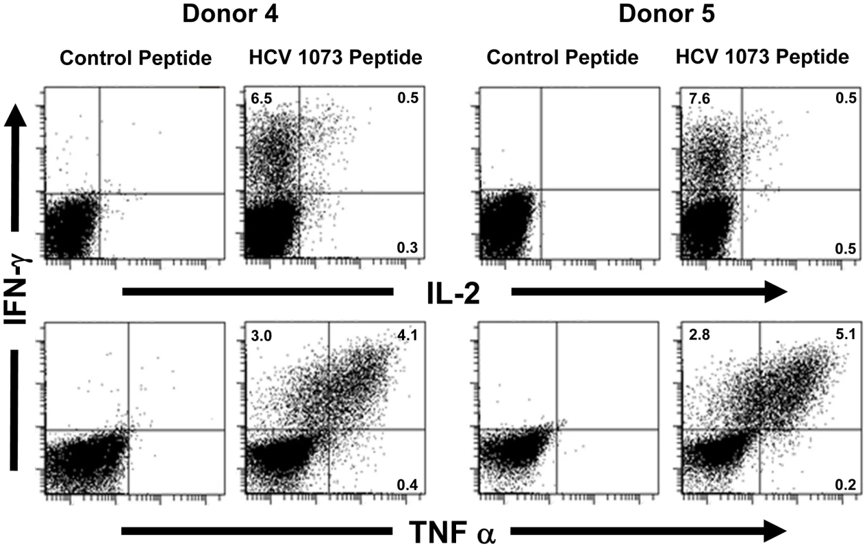 Intracellular cytokine staining of HCV TCR transduced T cells.