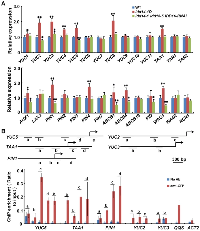 IDD Activates the expression of auxin biosynthetic and transport genes.