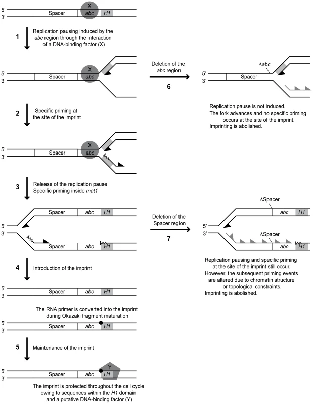 Working model for <i>MPS1</i> replication pausing and <i>mat1</i> imprinting.