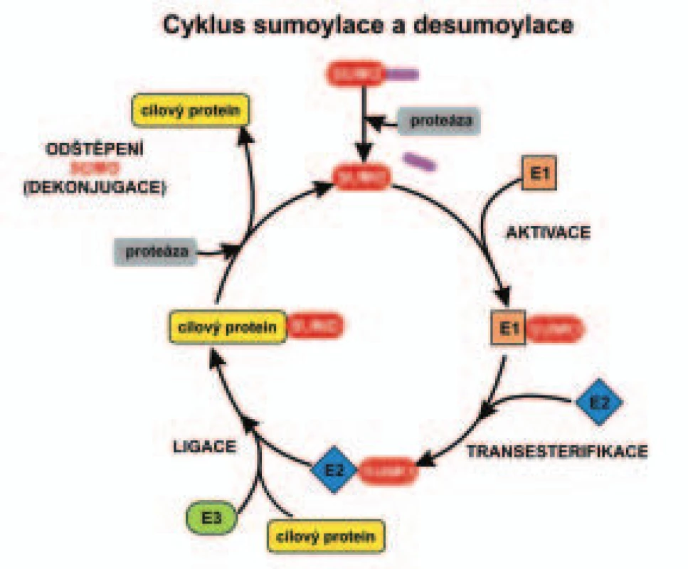 Schéma enzymatické kaskády sumoylace a desumoylace.
