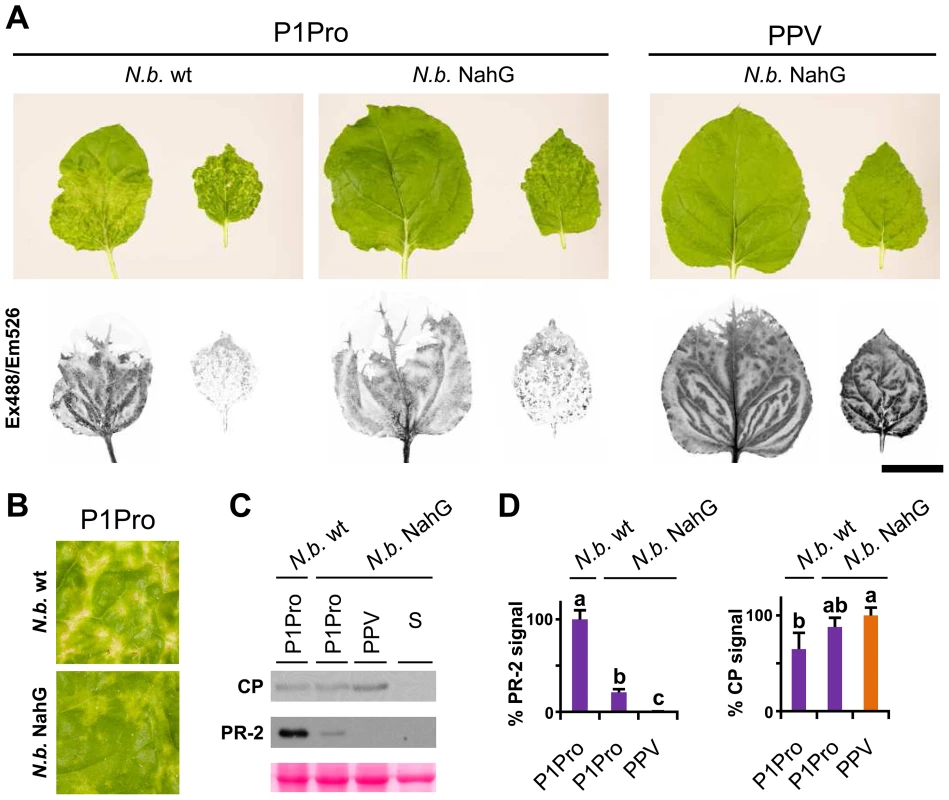 Viral accumulation and immune response induction in NahG-expressing <i>N. benthamiana</i>.