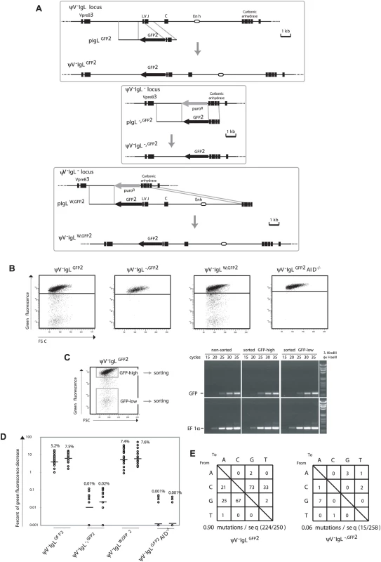 <i>GFP2</i> hypermutation after deletion and reconstitution of the rearranged <i>IgL</i> locus.