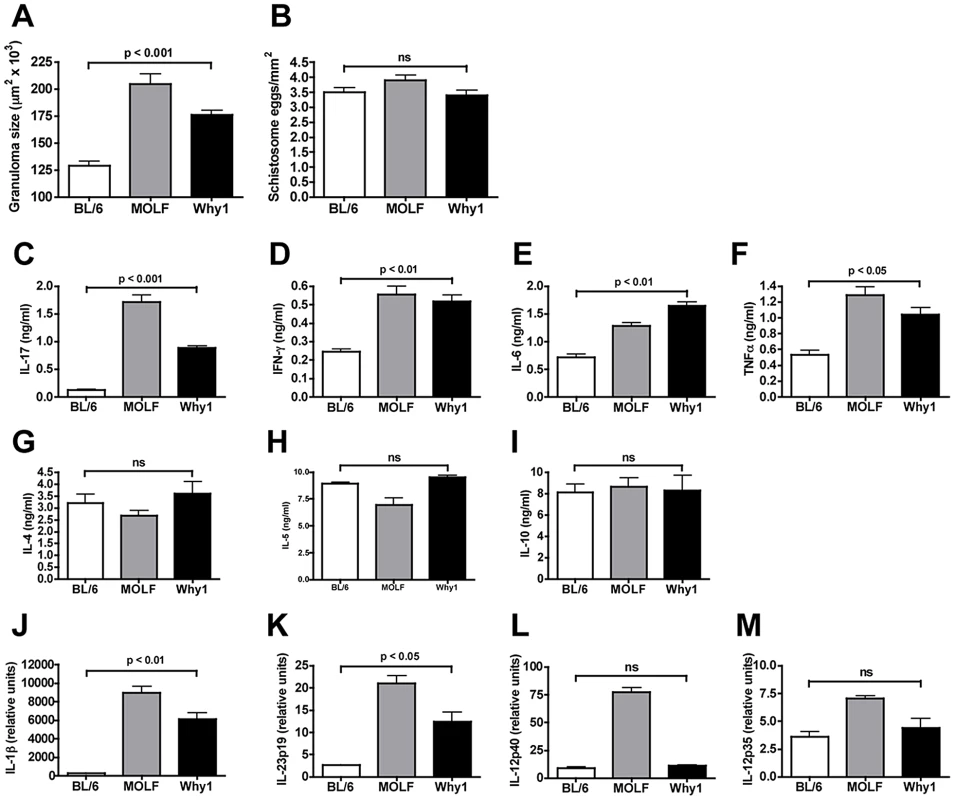 Severe egg-induced immunopathology and proinflammatory cytokine production are controlled by the Why1 locus.