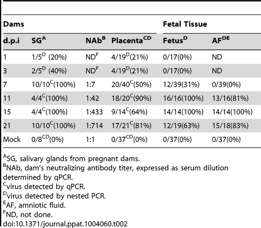 Viral kinetics of GPCMV during congenital infection.