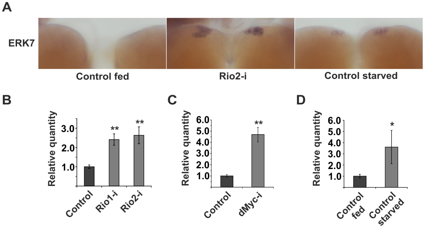 <i>erk7</i> mRNA levels are elevated upon impaired ribosome biogenesis or starvation.