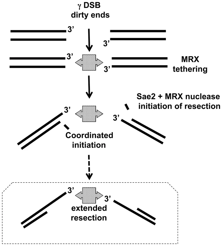 Model for coordination of resection.
