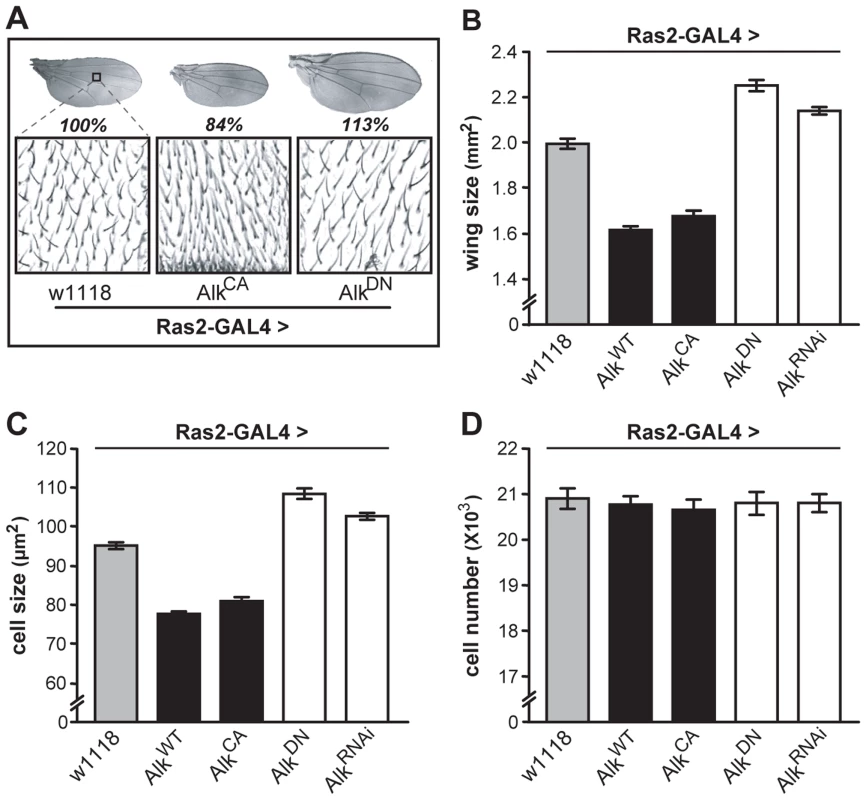 dAlk activity in Ras2-expressing cells affects organism size through changes in cell size and not cell number.
