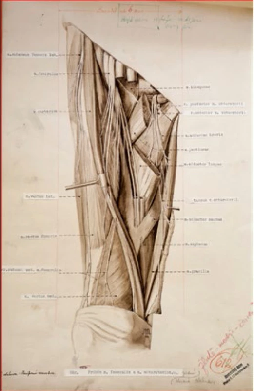 Nervus femoralis a nervus obturatorius (S. Macháček, 1954)