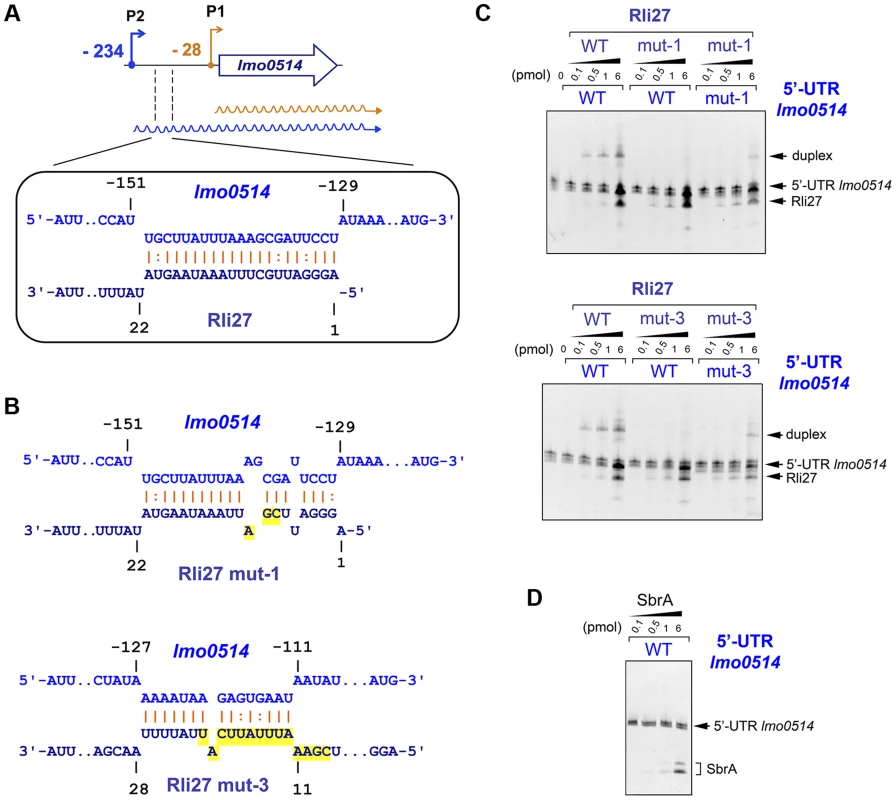 Rli27 interacts <i>in vitro</i> with the <i>lmo0514</i> long 5′-UTR.