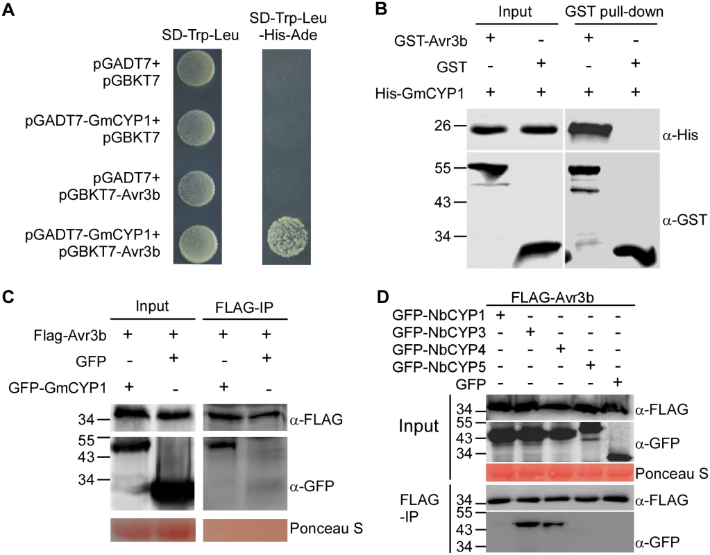 Avr3b interacts with plant cyclophilins.